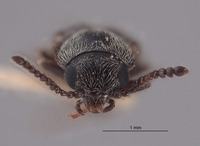 Trichochrous quadrinotatus image