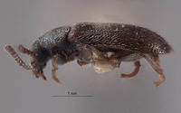Trichochrous quadrinotatus image