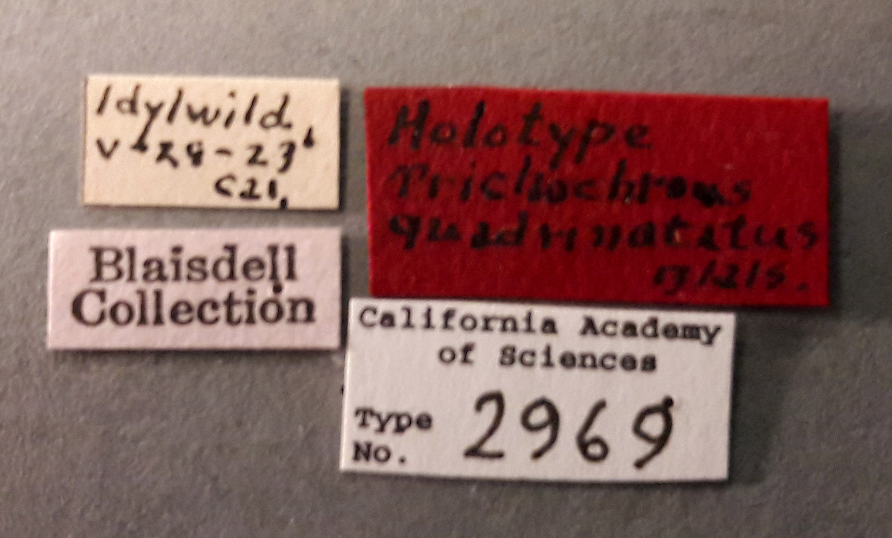 Trichochrous quadrinotatus image