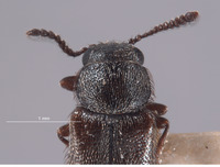 Trichochrous quadrinotatus image