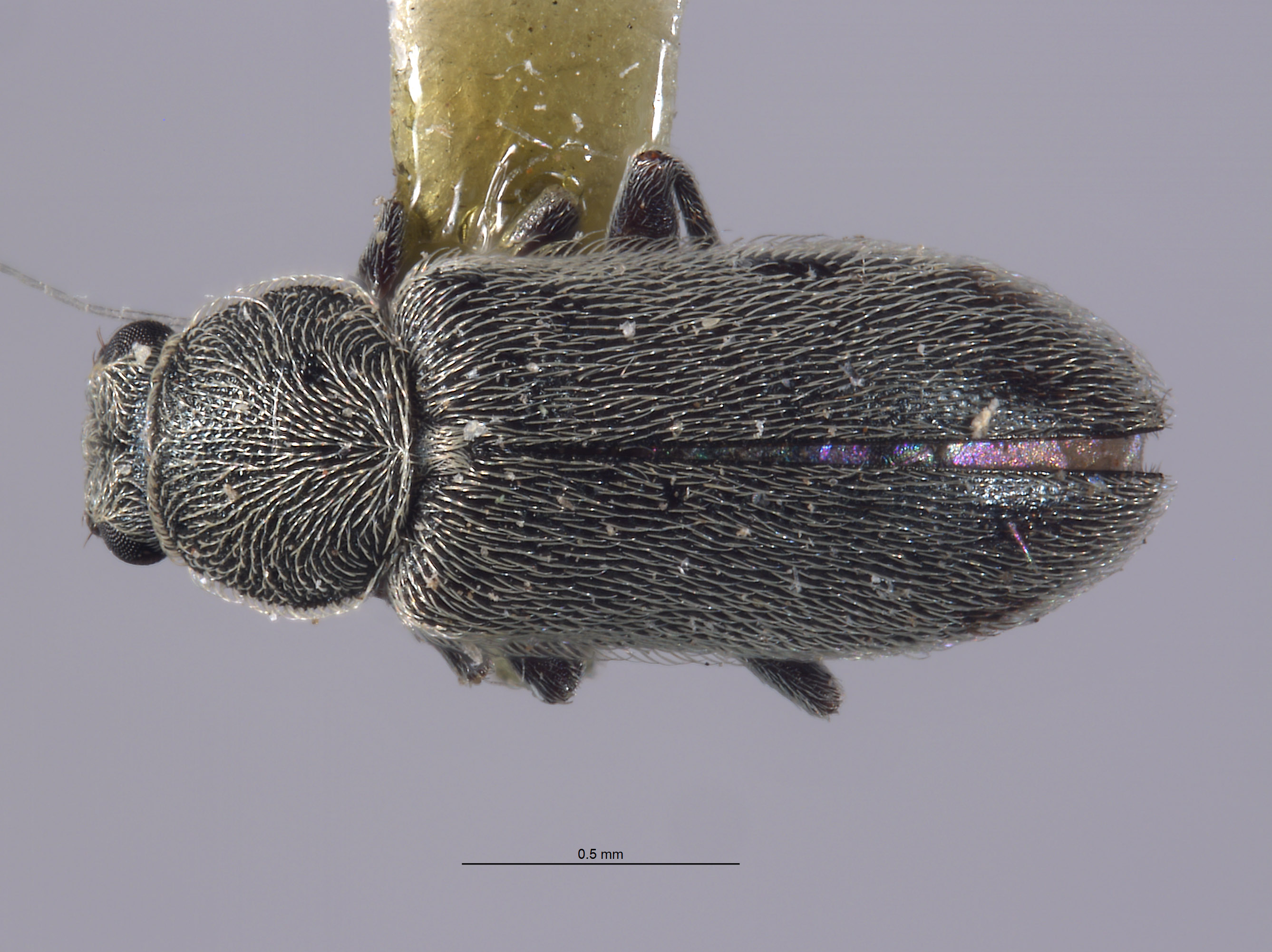 Listrus inyoensis image