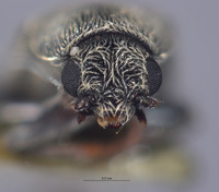 Listrus inyoensis image