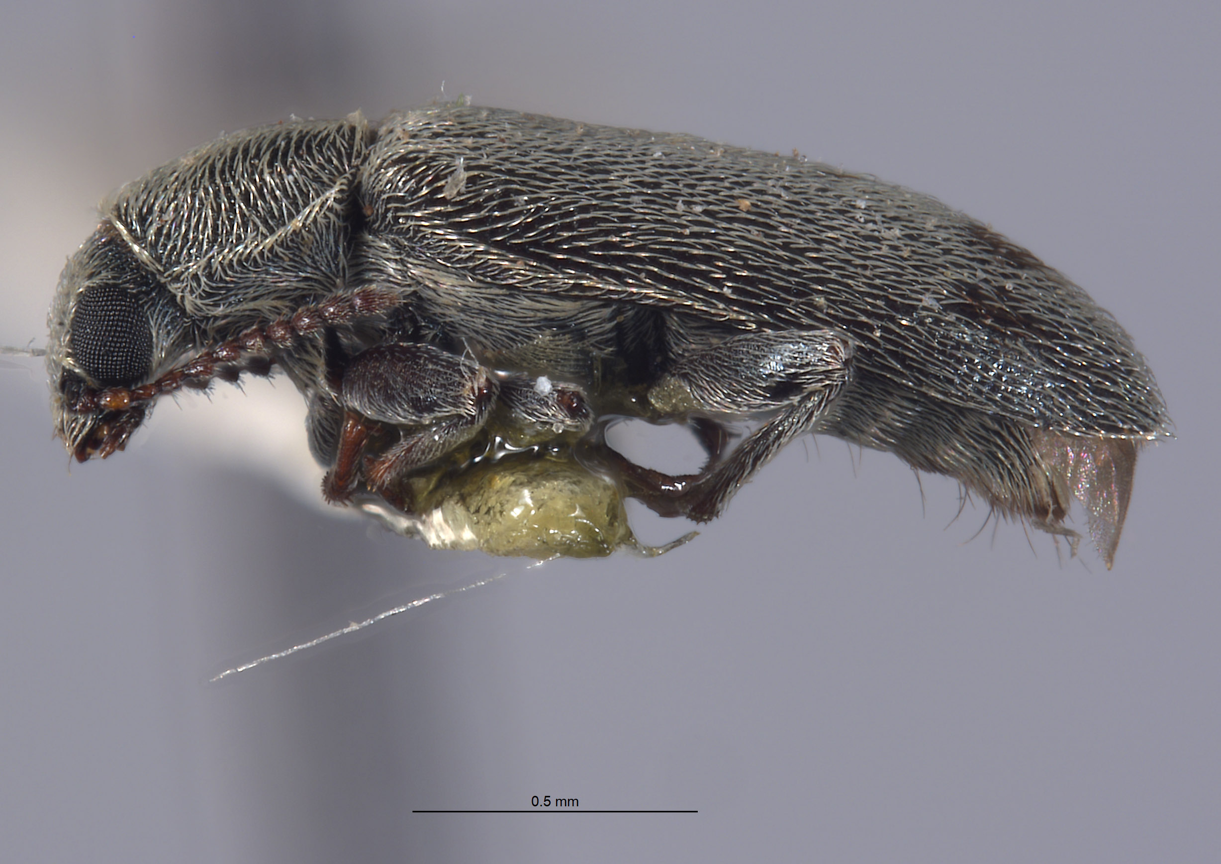 Listrus inyoensis image