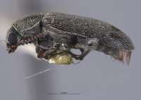 Listrus inyoensis image