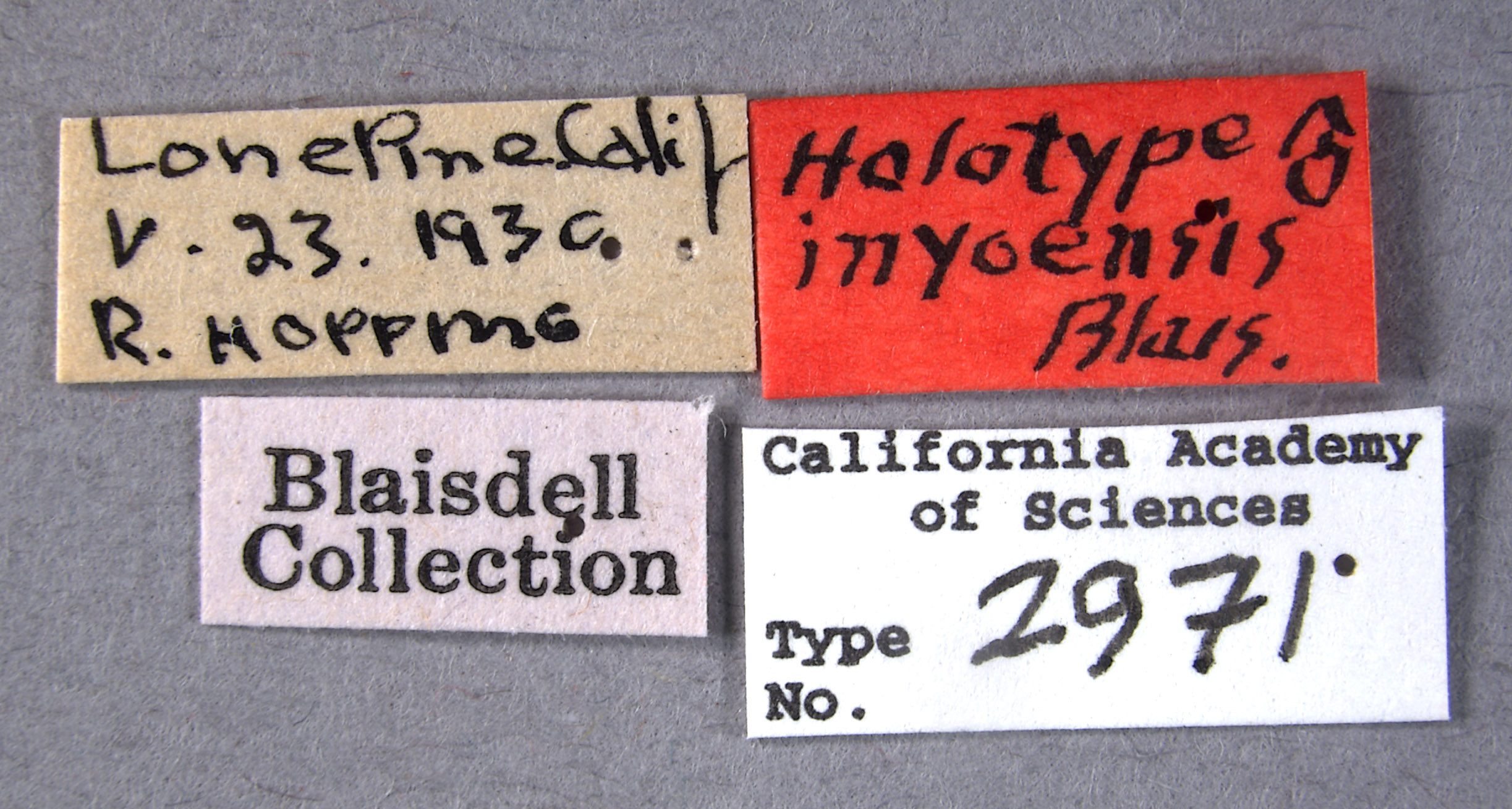 Listrus inyoensis image