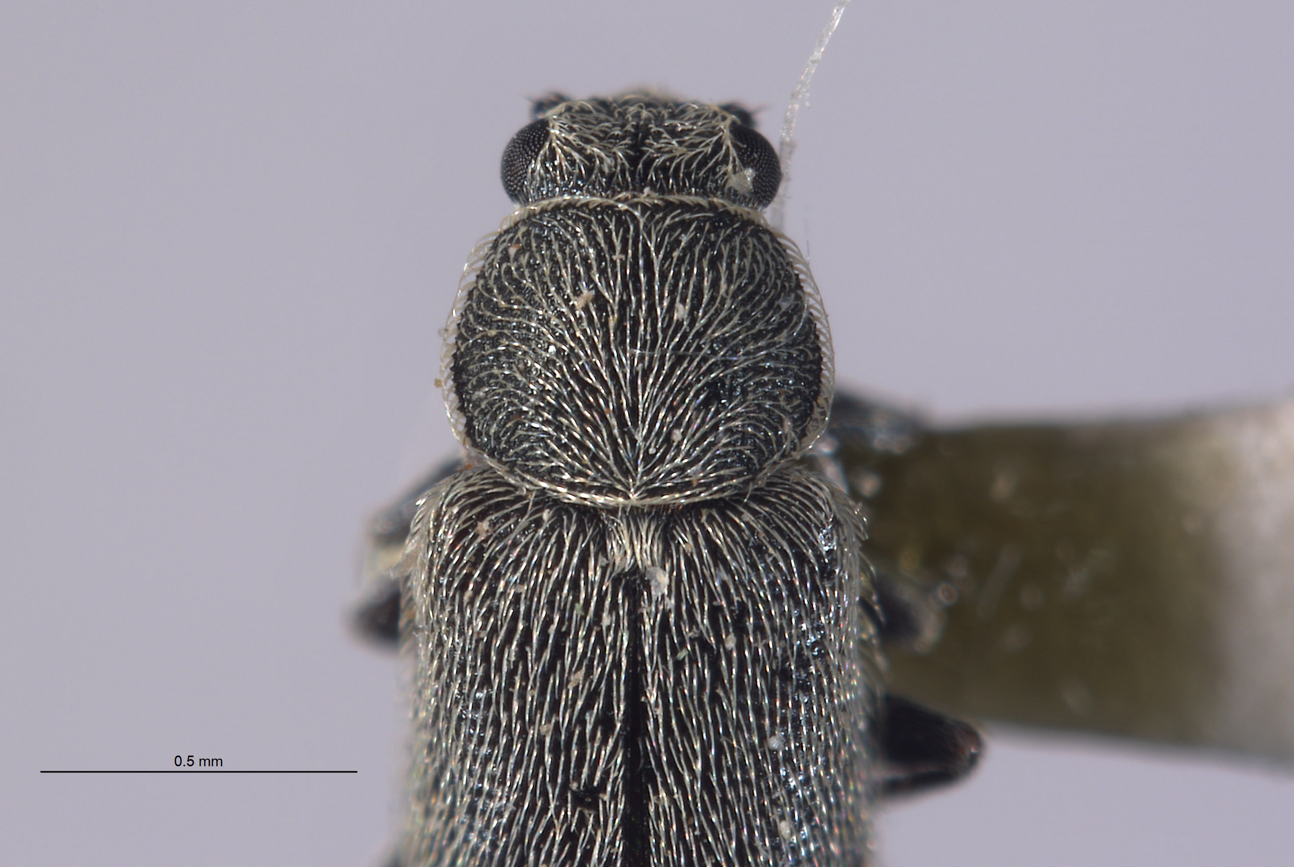 Listrus inyoensis image