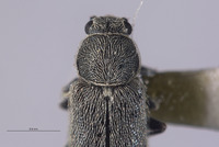 Listrus inyoensis image