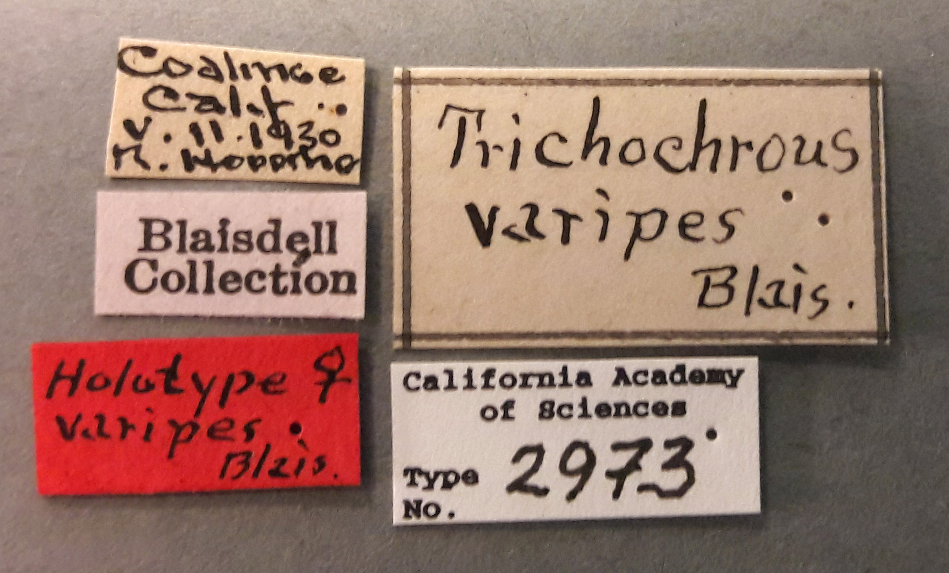 Trichochrous varipes image