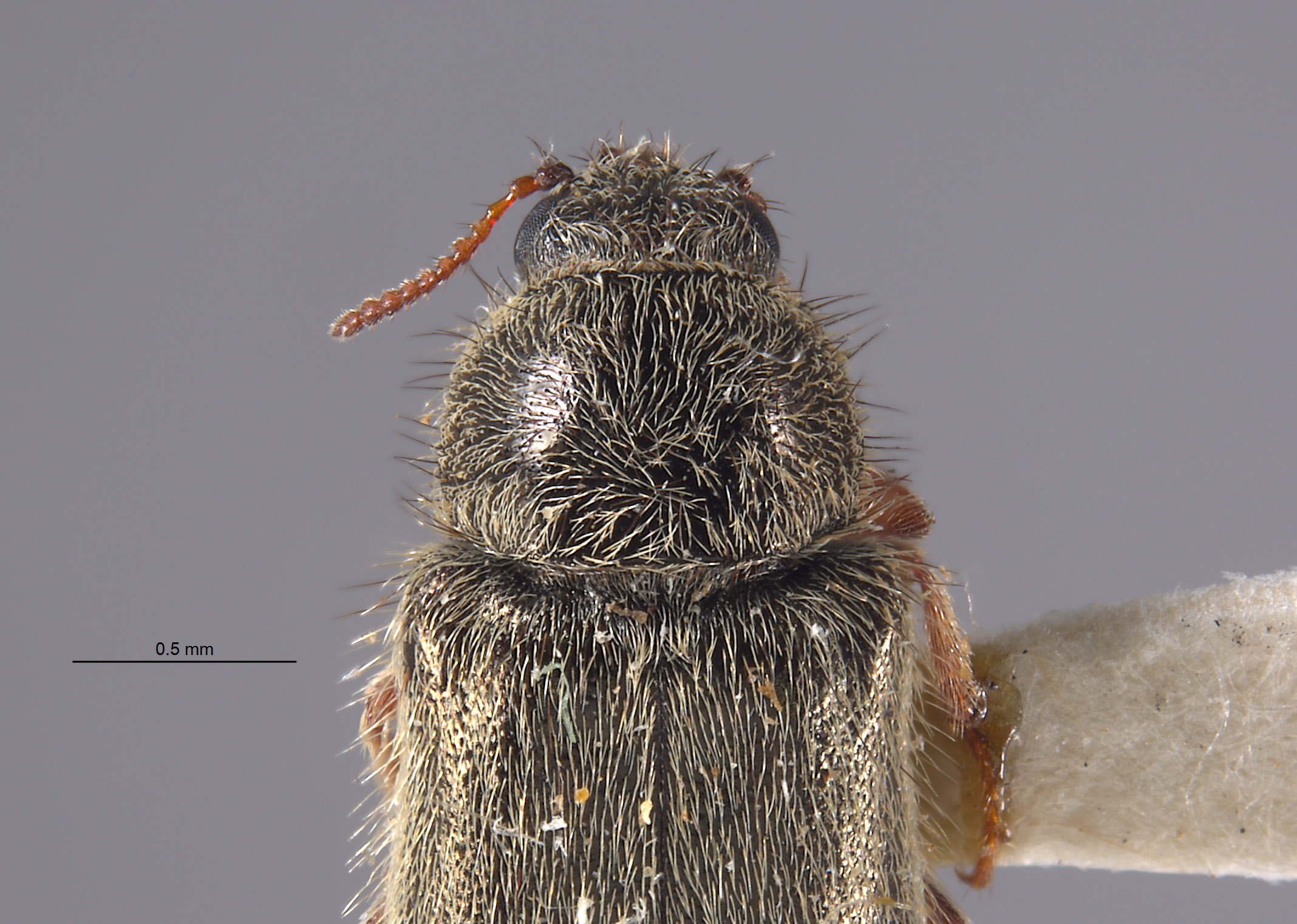 Trichochrous varipes image