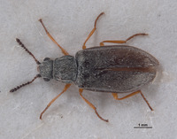 Menovectura serrulata image