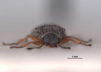 Menovectura serrulata image