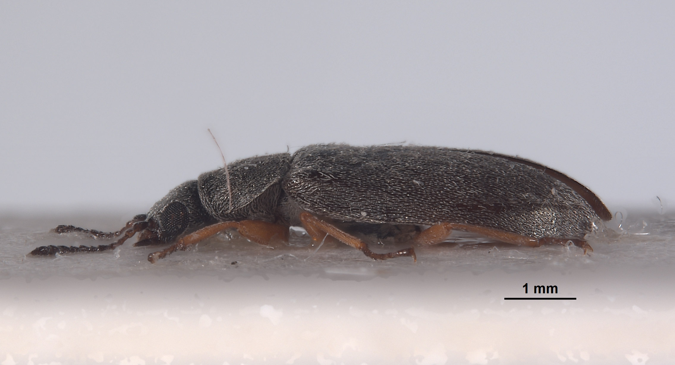 Menovectura serrulata image