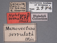 Menovectura serrulata image