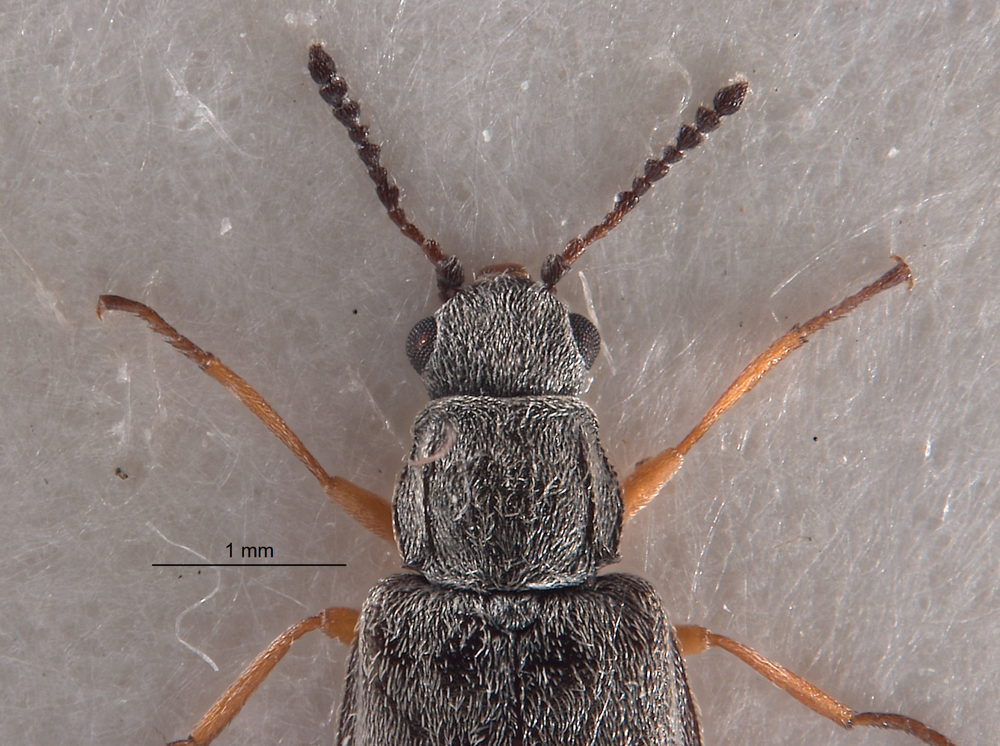 Menovectura serrulata image