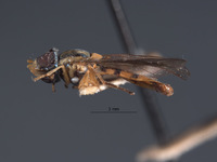 Mesogramma crockeri image