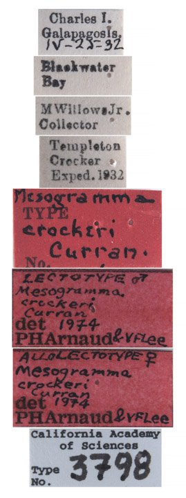 Mesogramma crockeri image