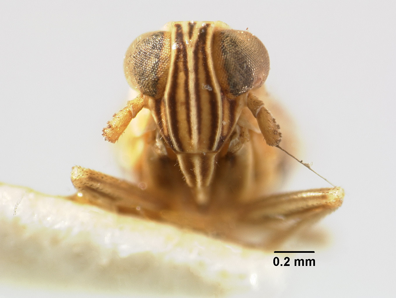 Liburnia circumcincta image