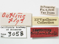 Liburnia circumcincta image