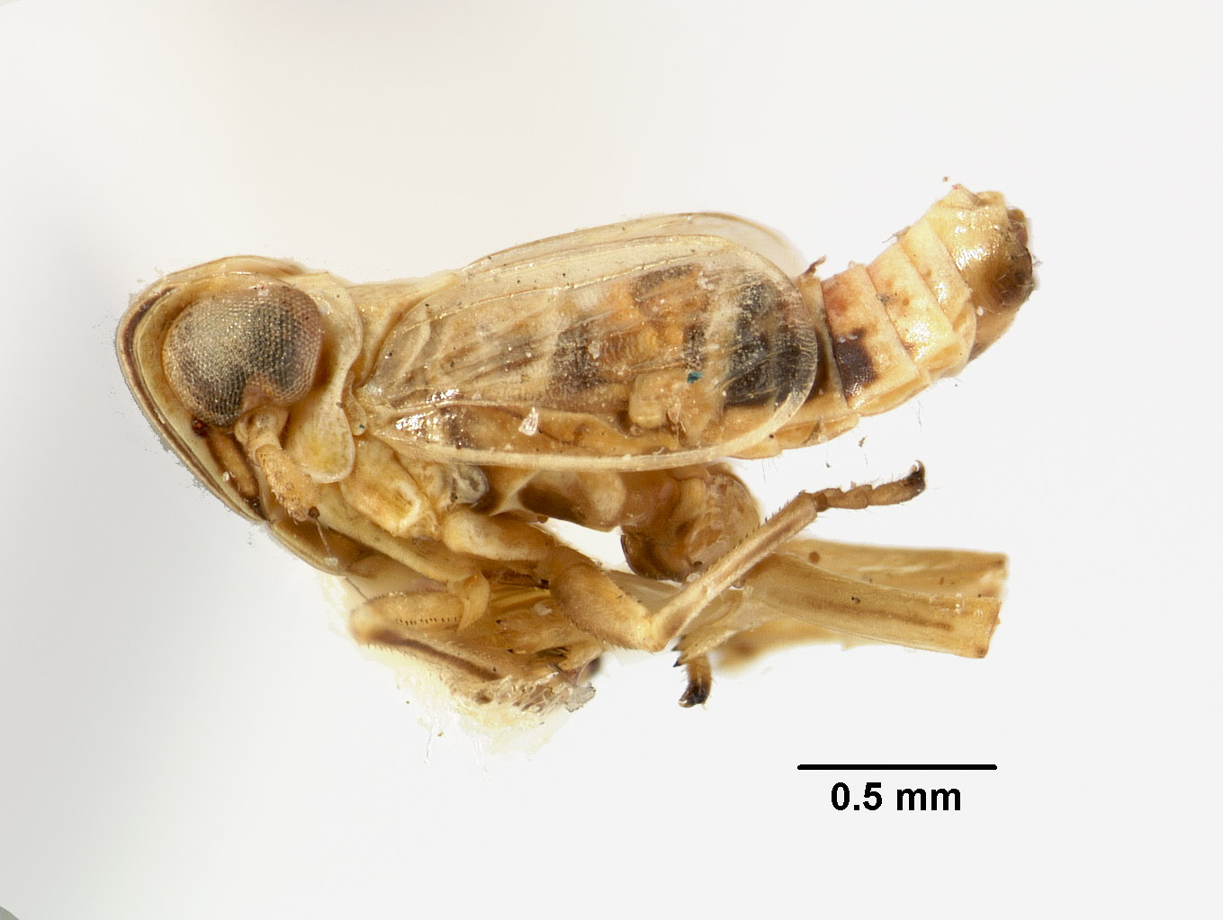 Liburnia circumcincta image