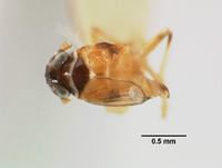 Liburnia andromeda image