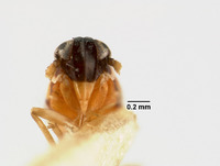 Liburnia andromeda image