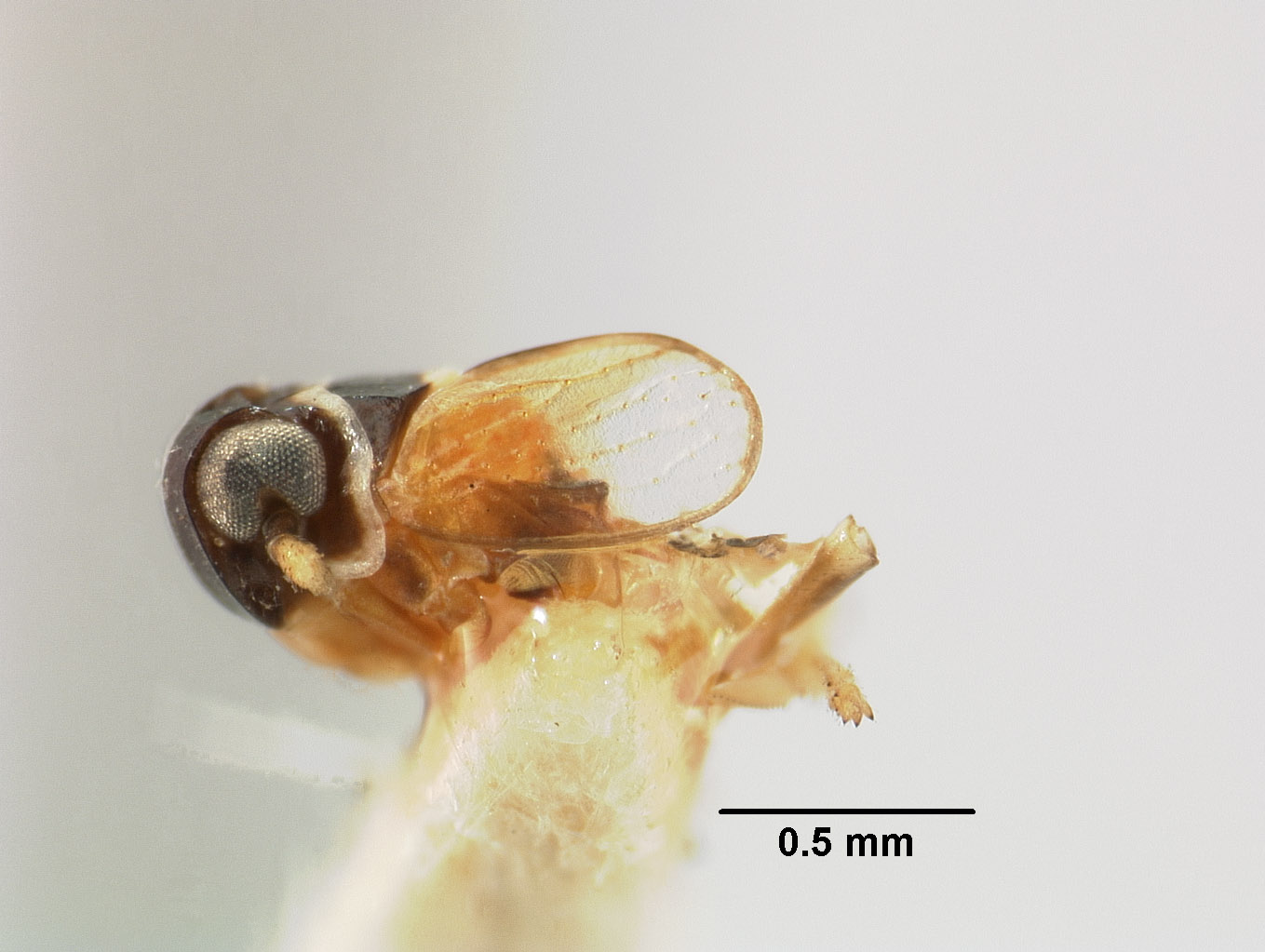 Liburnia andromeda image