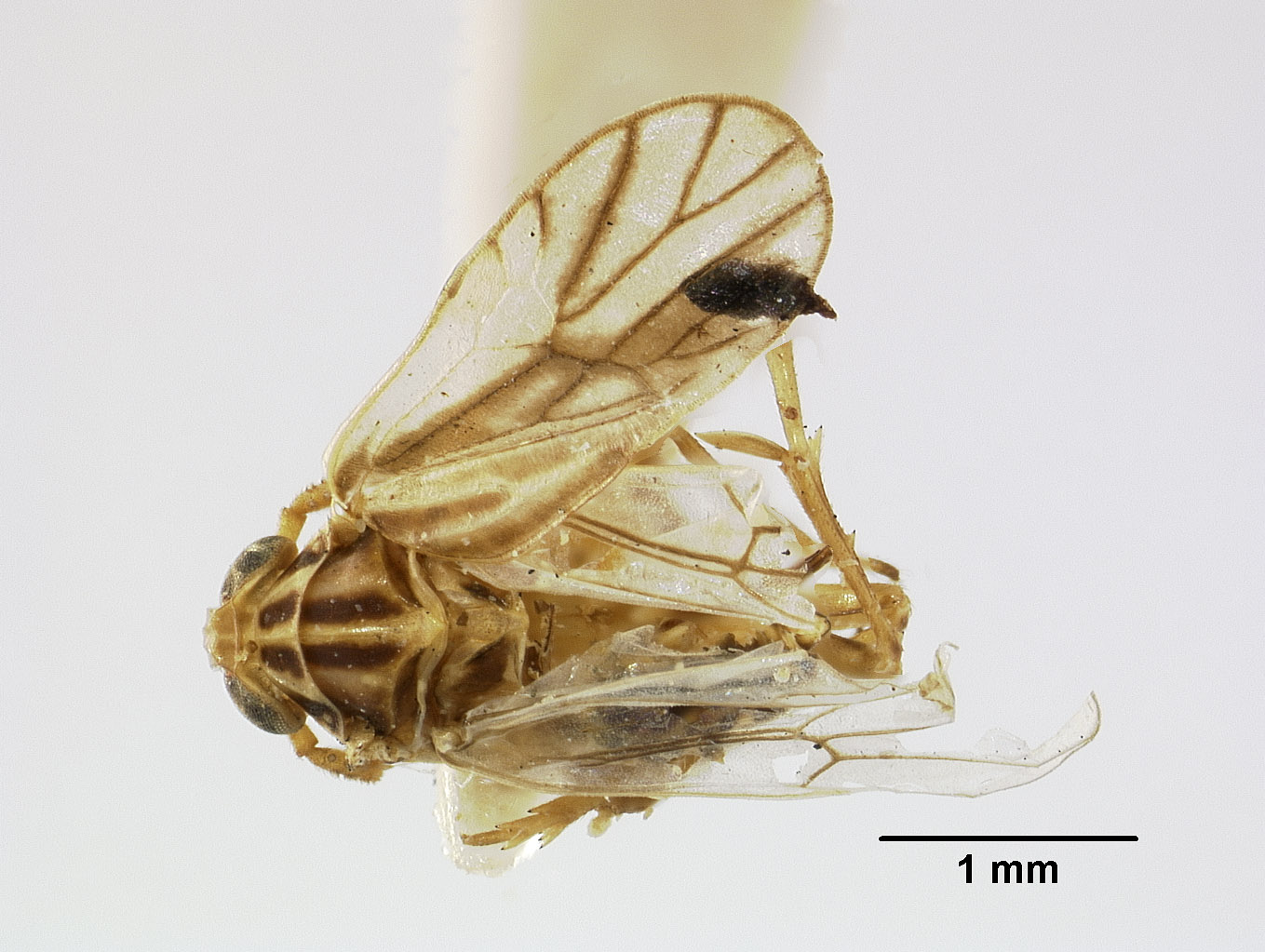Delphacidae image