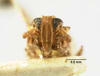 Liburnia reducta image