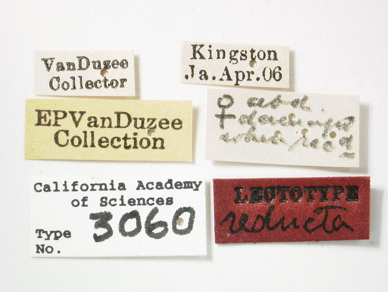 Liburnia reducta image