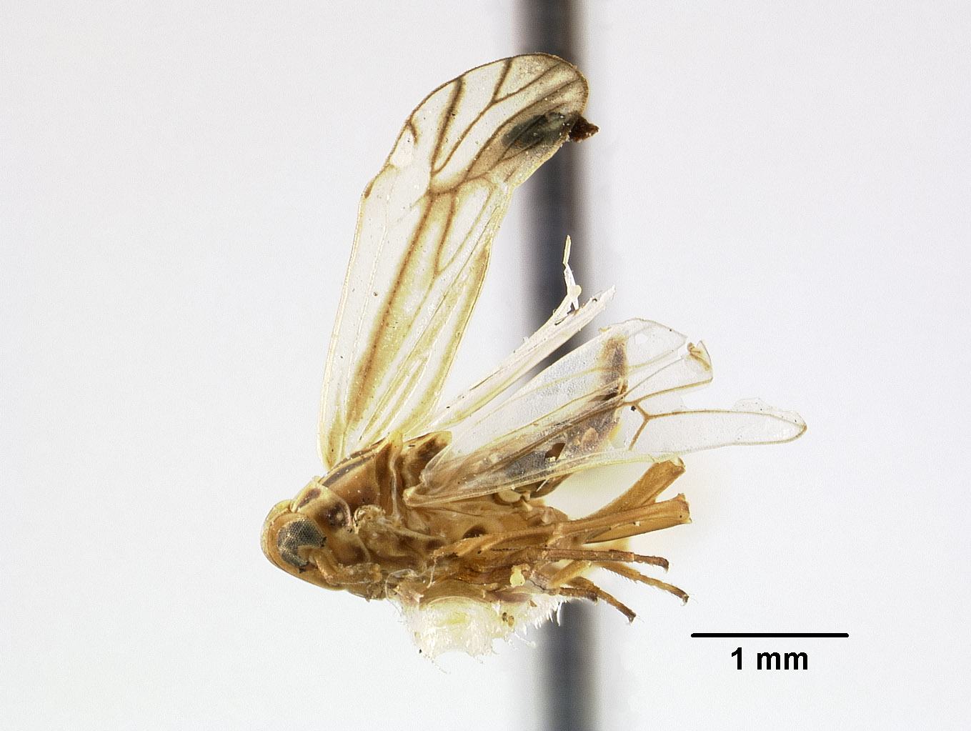 Liburnia reducta image