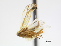 Liburnia reducta image