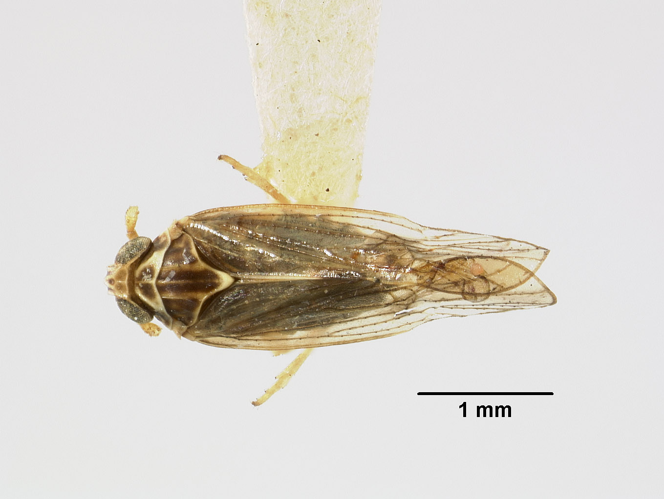 Liburnia culta image
