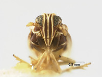 Liburnia culta image