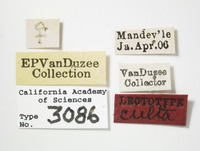 Liburnia culta image