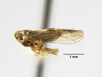 Liburnia culta image