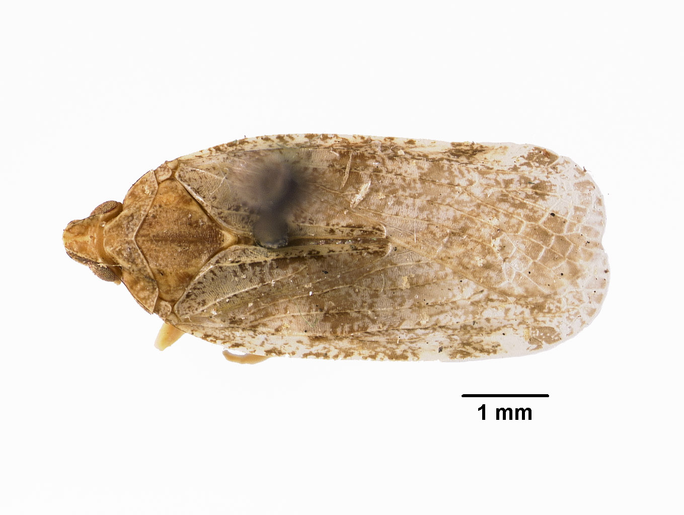 Elidiptera woodworthi image