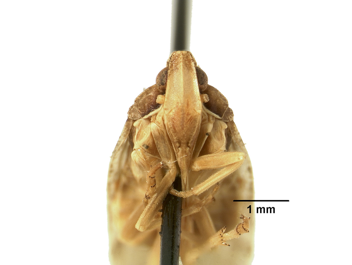 Elidiptera woodworthi image