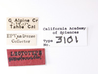 Elidiptera woodworthi image