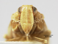 Catonia nemoralis image