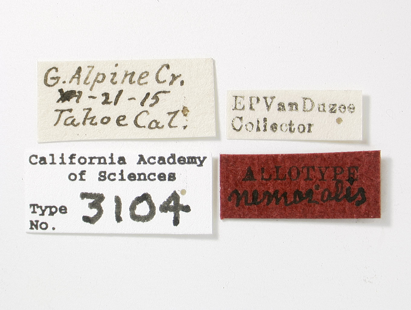 Catonia nemoralis image