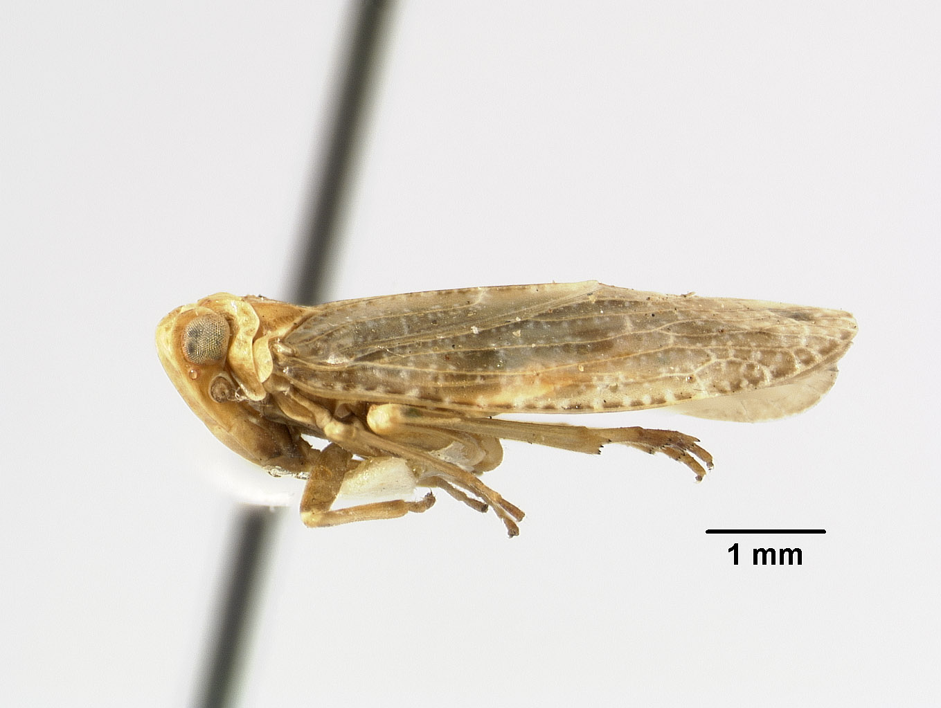 Catonia nemoralis image