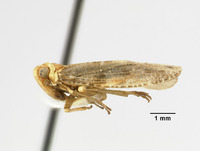 Catonia nemoralis image