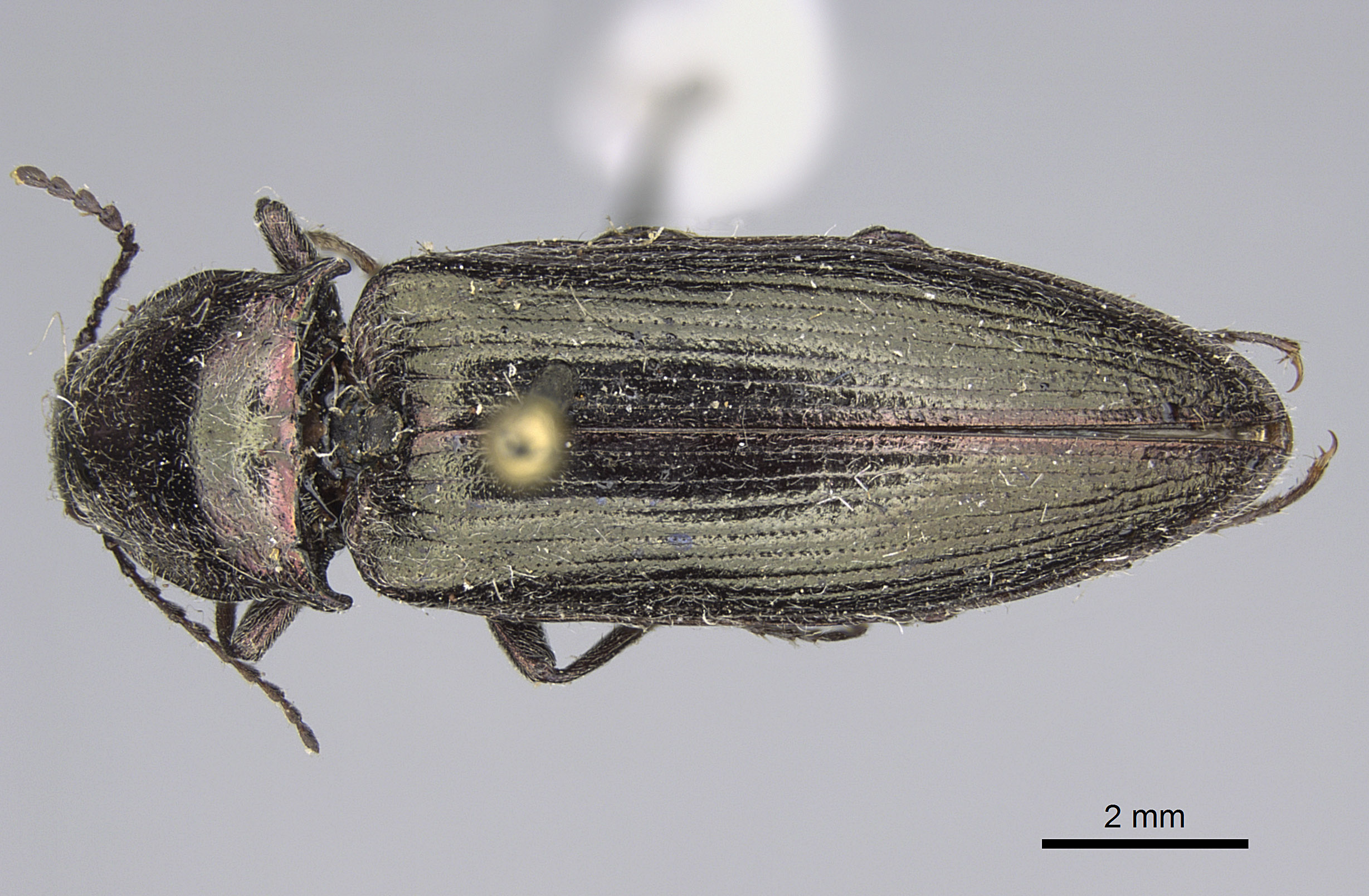 Ludius appalachius image