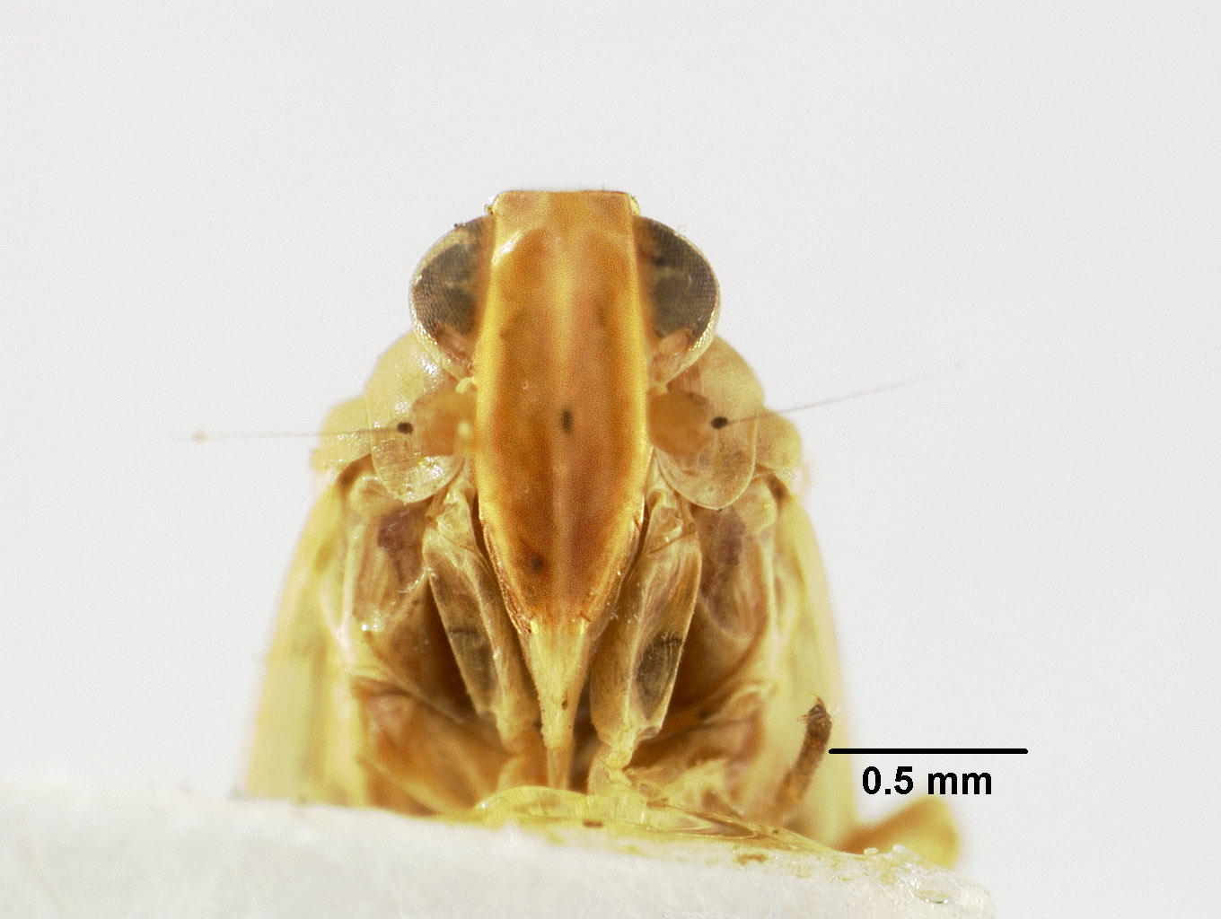 Catonia succinea image