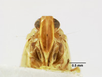 Catonia succinea image