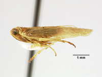 Catonia succinea image