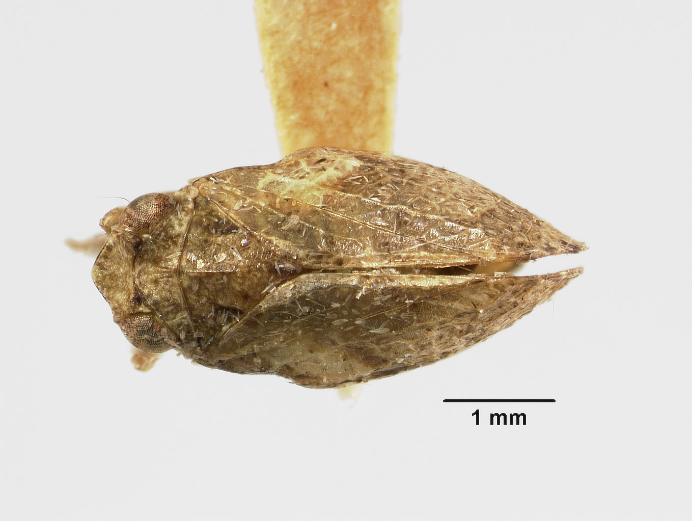 Philatis breviceps image