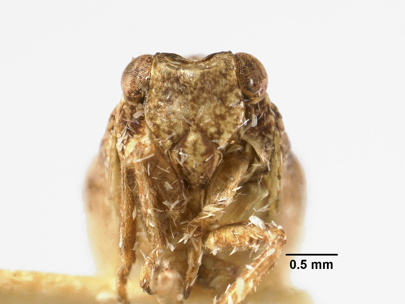 Philatis breviceps image
