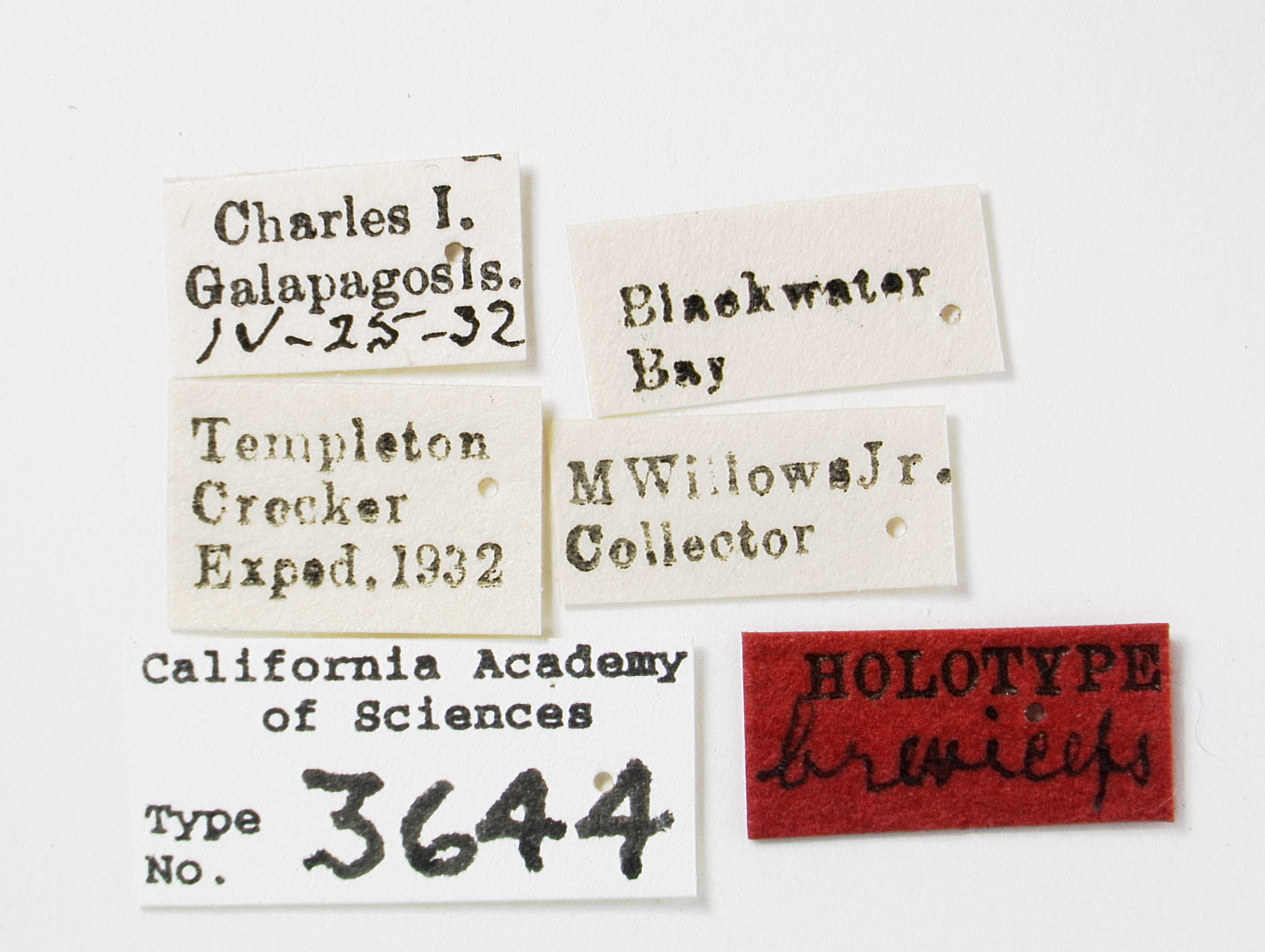 Philatis breviceps image