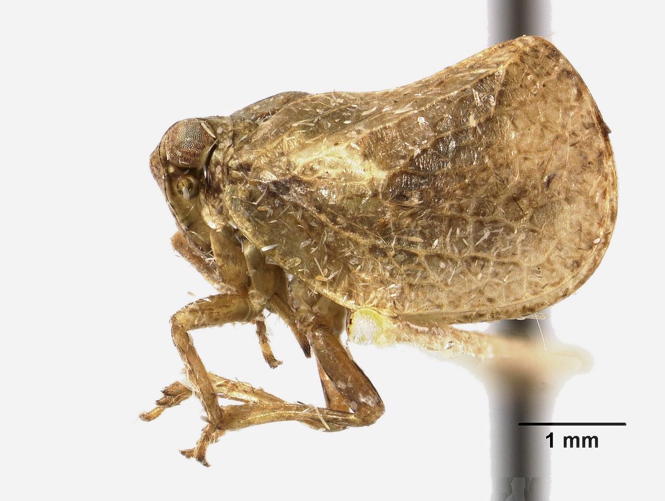 Philatis breviceps image